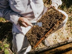Beekeeping