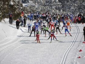 Kangaroo Hoppet start