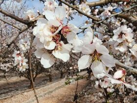 Almond Blossom