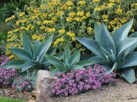 Summer border including grey foliage and purple and yellow flowers