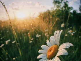 Daisy Meadows with Sunrise