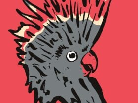 Black cockatoo with red head feathers on red background.