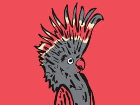 Red Background with an illustrated imagine of a Grey and Red Cockatoo with a Happy Expression