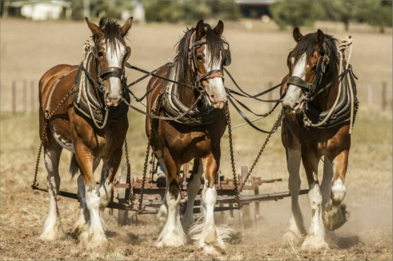 Team of three draught horses. Moora Reserve 2016
