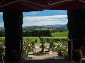 tokar estate vineyard view