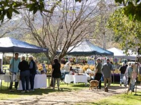 People browsing stalls under shady trees at a sunny outdoor market.