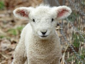 Lamb