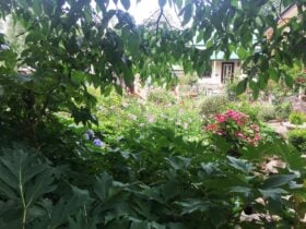 Open Gardens Victoria - Forest Edge, lush garden views