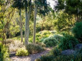 Open Gardens Victoria - Red Gums