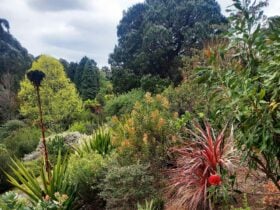 Open Gardens Victoria - Telopea, view from middle track