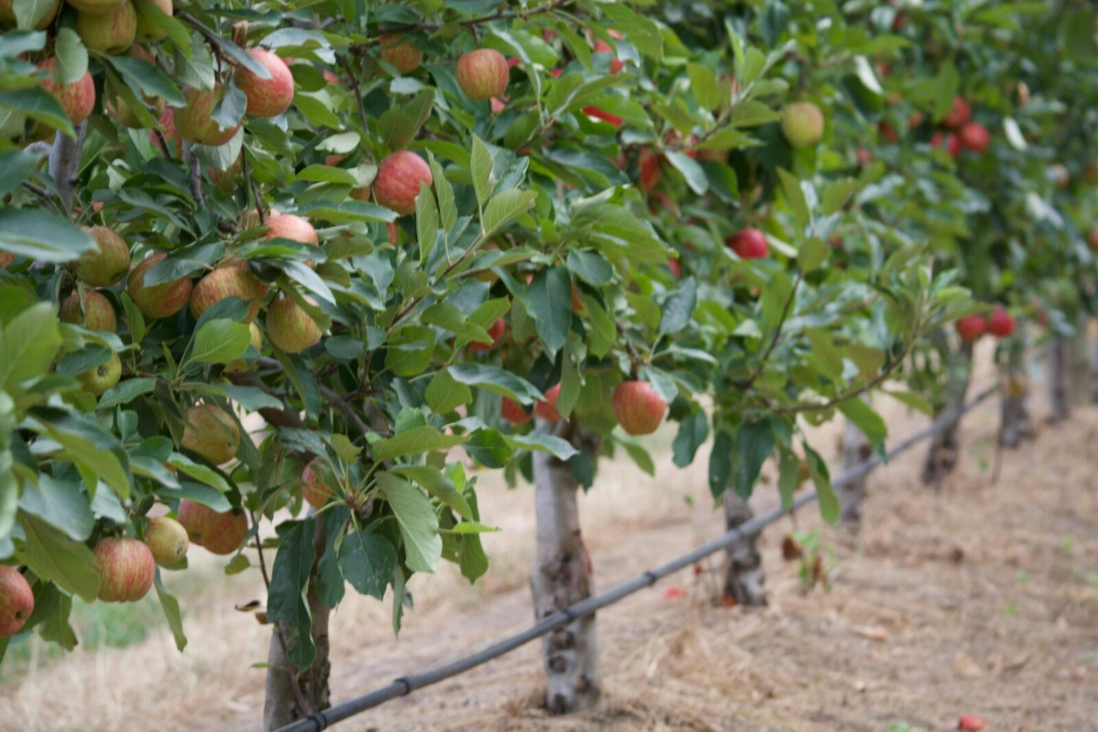 picture of red apples on trees