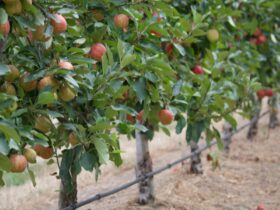 picture of red apples on trees