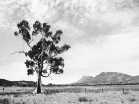 Flinders Ranges, SA