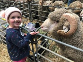 Sheepvention