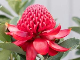 Close-up of a vibrant red waratah flower in full bloom.