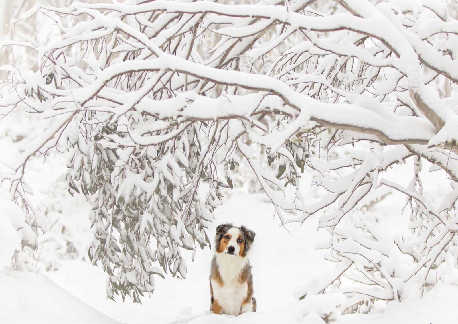 Snow Dogs Photography and Retreats