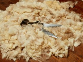 Sports Shear