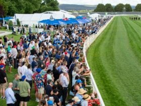 A big crowd watching and cheering a race as the horses go past.