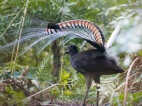 Lyrebird