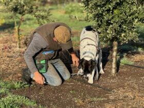 man and dog forage for truffles