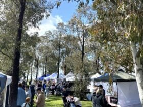 Tiny Forest Market