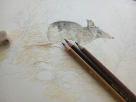 bandicoot sketch in progress by mara Jordan