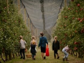 Image of children wandering an apple orchard with baskets in hand for picking fruit.