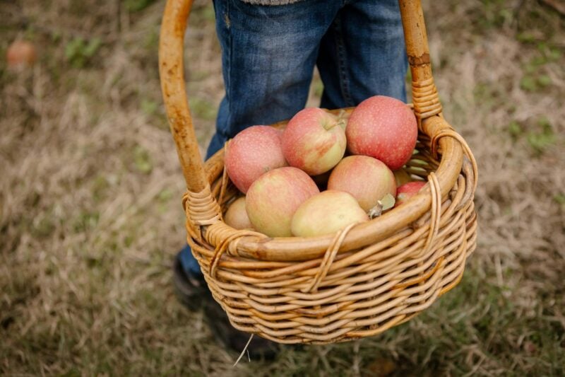 An image showing a cane basket filled with pink lady apples.