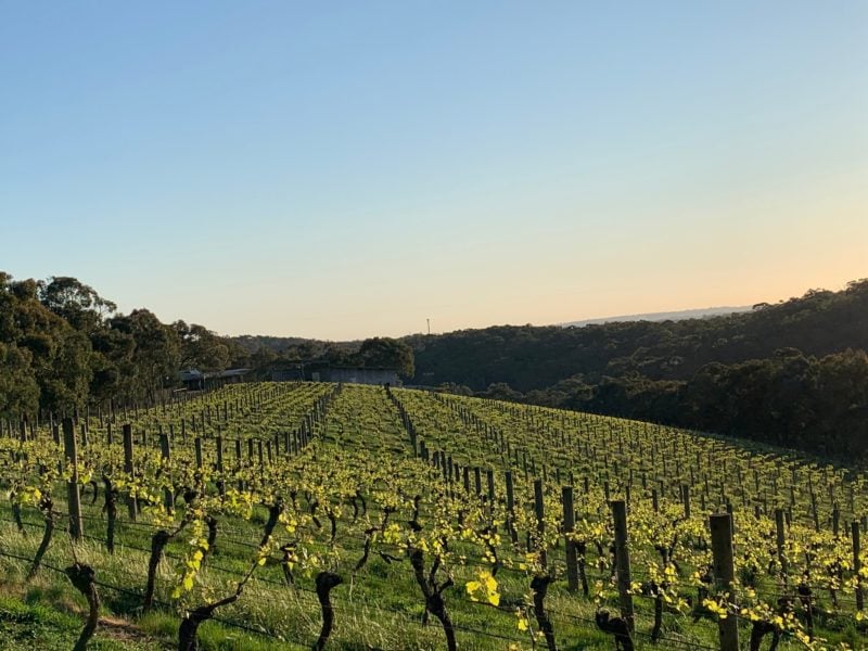 Buttermans Track Wines