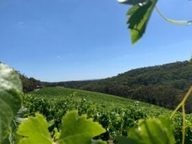 Buttermans Track Wines - Vineyard