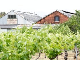 View from the vineyards