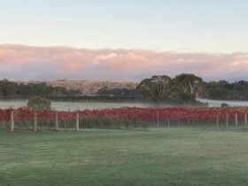 The vineyard post harvest showing off with vivid red foliage