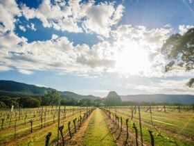 Fallen Giants Vineyard