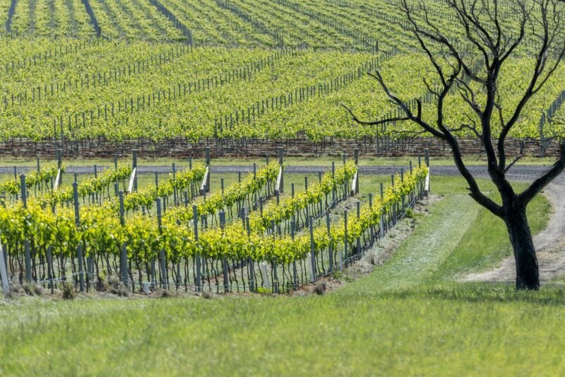 Sangiovese and Shiraz vines