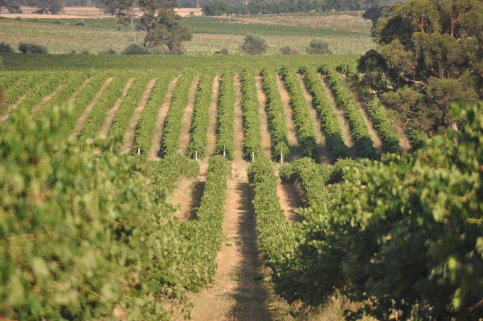 Rutherglen Vineyard