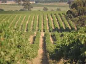 Rutherglen Vineyard