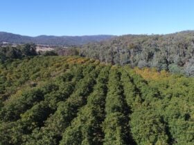 arial view showing king valley walnuts orchards and surrounding valley