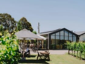 Cellar, outdoor seating surrounded by vines