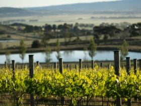 Vineyard