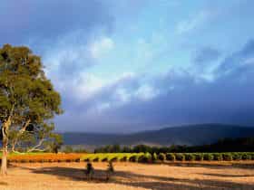 Mount Avoca Vineyard after vintage