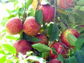 Paynes Orchards pick your own apples