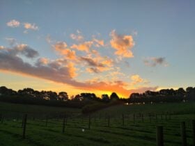 Sunst over vines