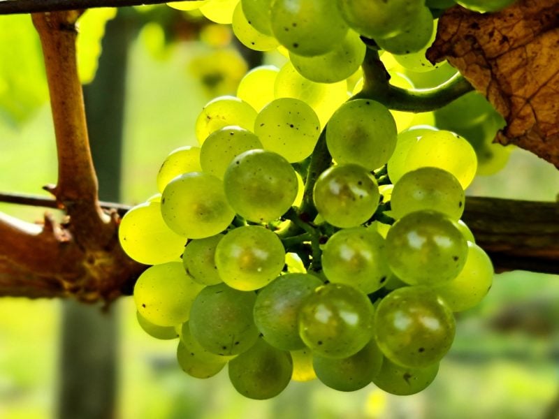 Chardonnay