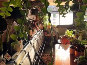 Indoor seating dining table chairs plants pots warm space