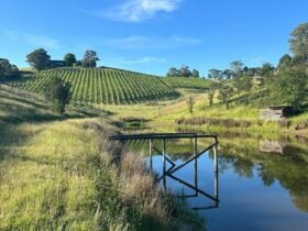 image of a vineyard mirrored in the water of the dam