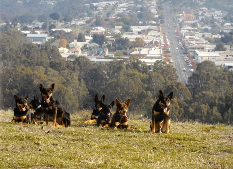 Kelpies in Casterton