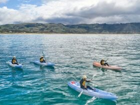 Apollo Bay Surf & Kayak