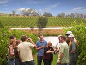In the vines