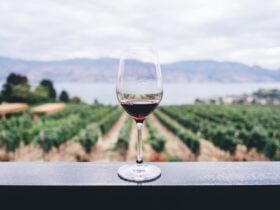 View on the vineyard
