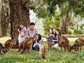 Phillip Island Tour